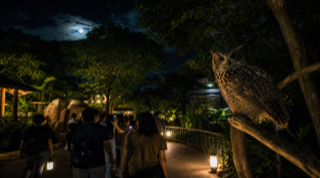動物園夜間導覽 — 貓頭鷹之夜
